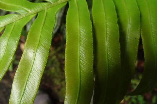 Image of Lomariocycas magellanica (Desv.) Gasper & A. R. Sm.