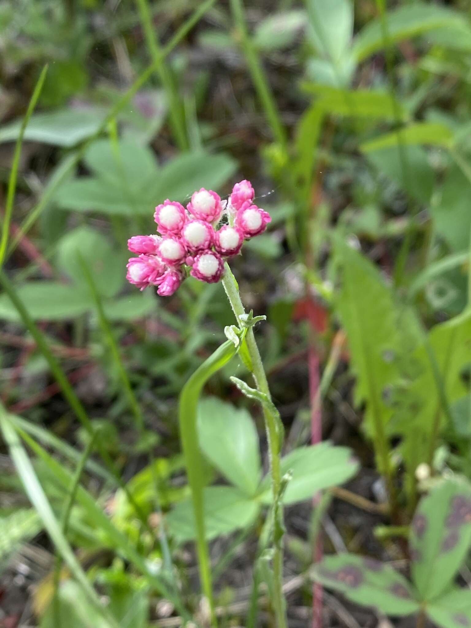 Image of rosy pussytoes