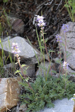 صورة Phacelia sericea subsp. ciliosa (Rydb.) G. W. Gillett