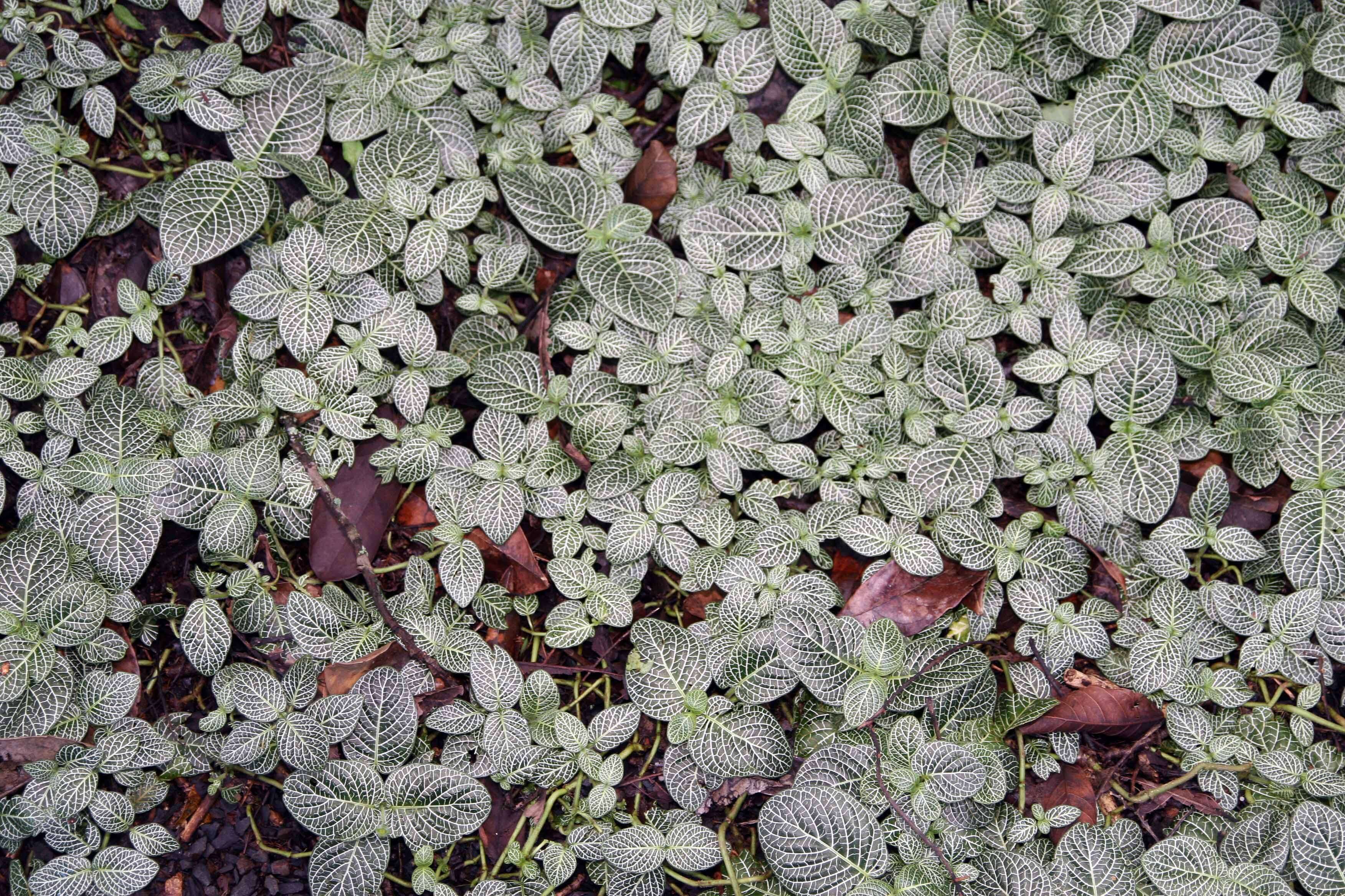 Fittonia albivenis (Lindl. ex Veitch) R. K. Brummitt resmi