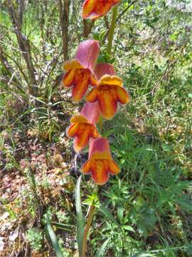 Image of Digitalis obscura L.