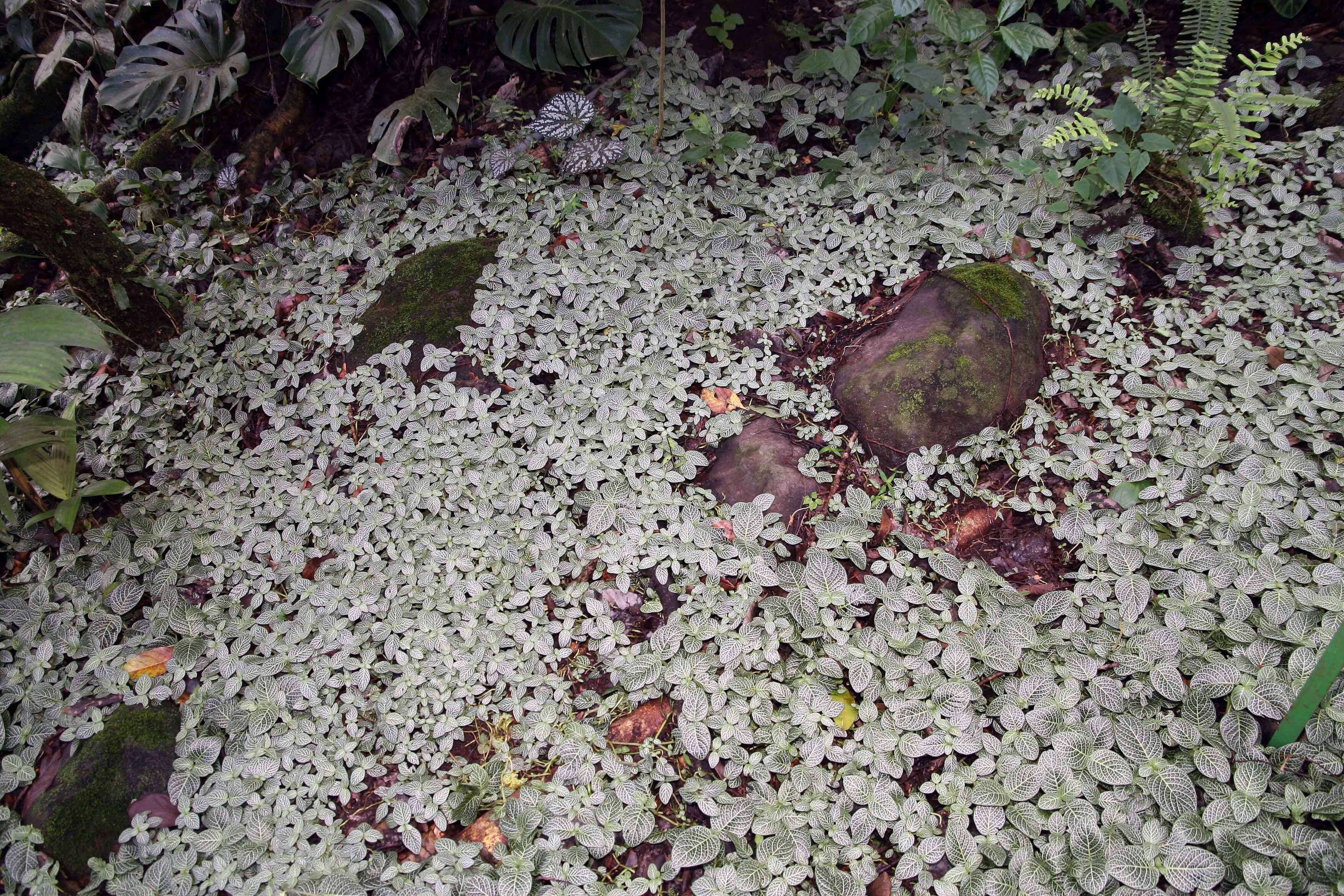 Fittonia albivenis (Lindl. ex Veitch) R. K. Brummitt resmi