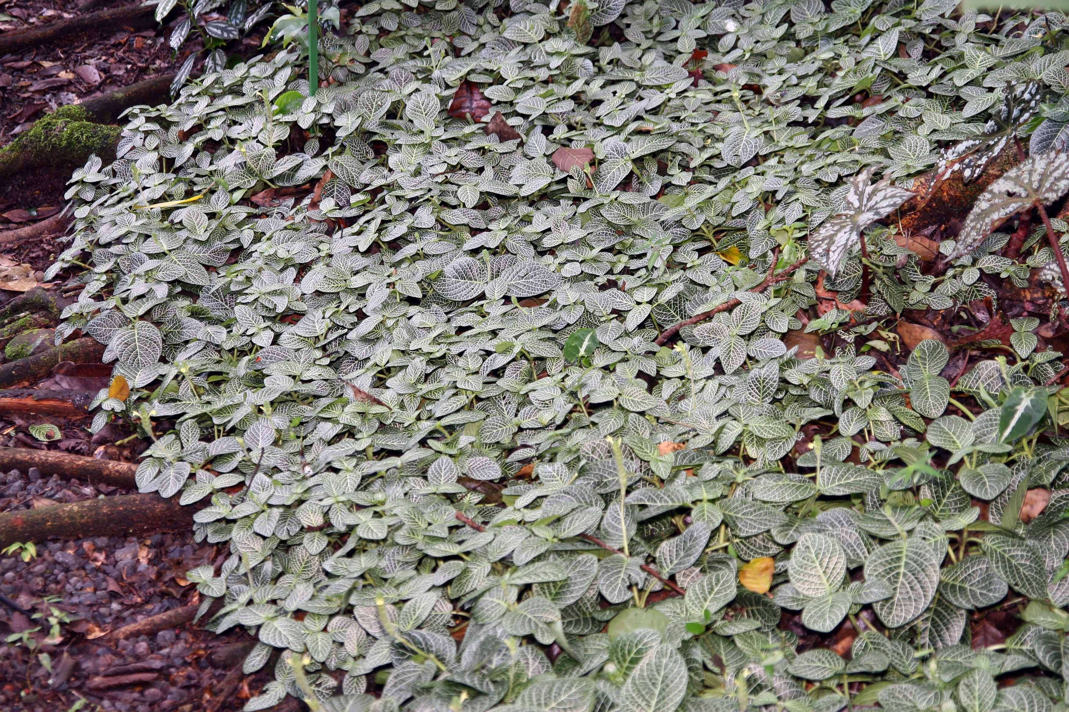 Fittonia albivenis (Lindl. ex Veitch) R. K. Brummitt resmi