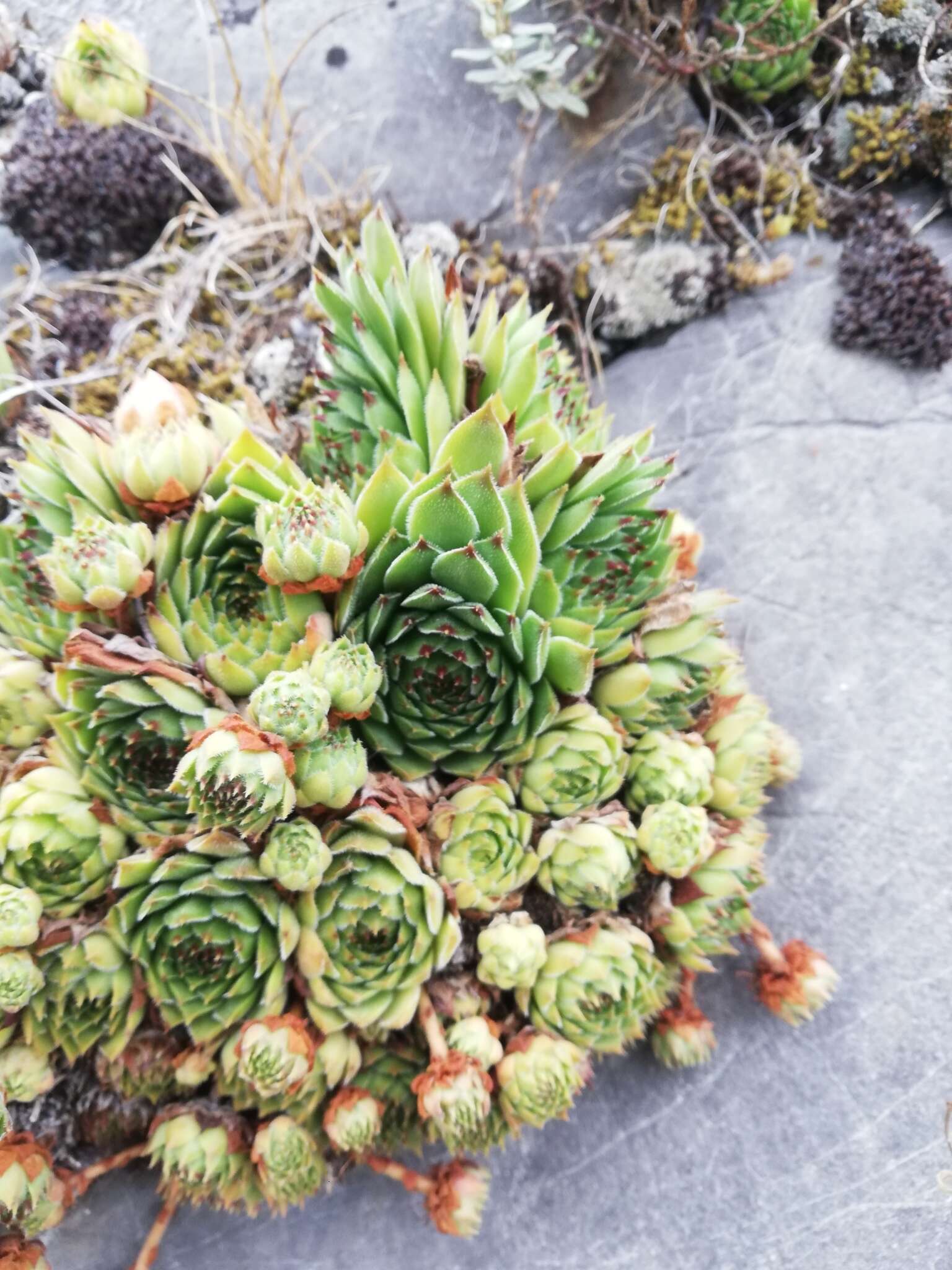 Image of Sempervivum vicentei Pau