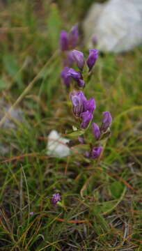 صورة Gentianella propinqua subsp. propinqua