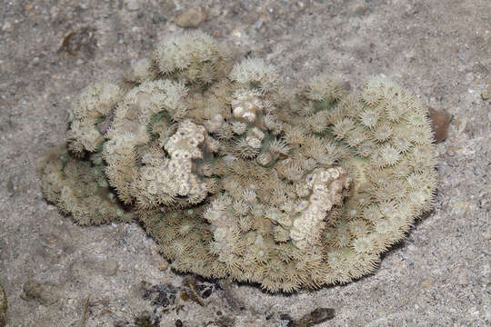 Image of Duncanopsammia peltata