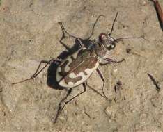 Imagem de Cicindela (Cicindela) repanda tanneri Knaus 1929