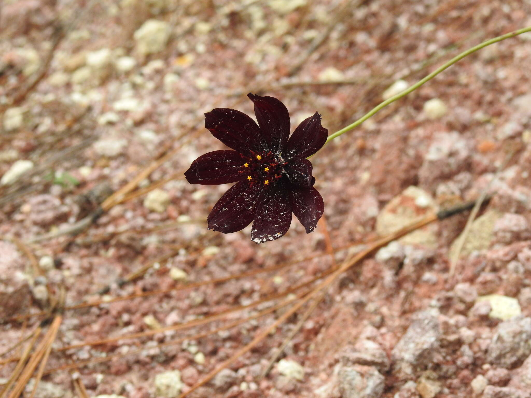 Image of Cosmos concolor Sherff