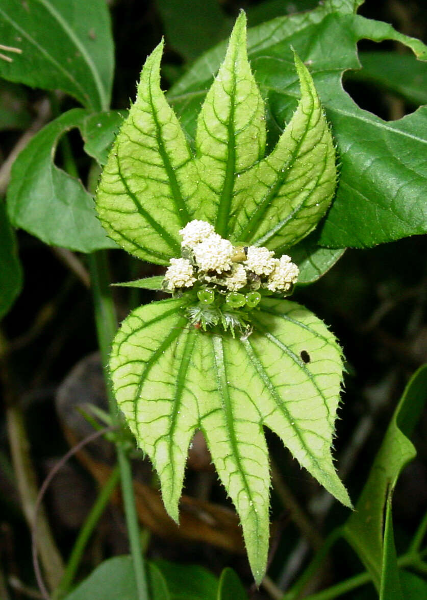 Plancia ëd Dalechampia triphylla Lam.