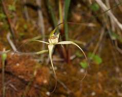 Image of Scented spider orchid