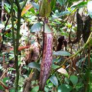 Image of Nepenthes spectabilis Danser