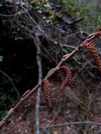 Слика од Alchornea alnifolia (Bojer ex Baill.) Pax & K. Hoffm.