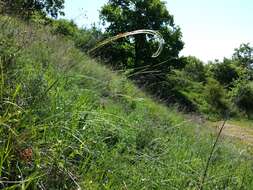 Imagem de Stipa pulcherrima K. Koch