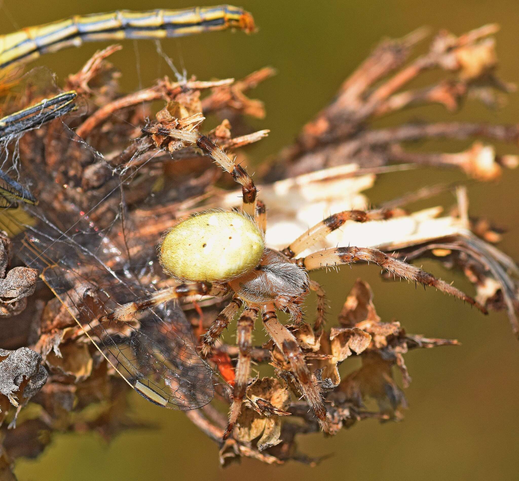 Image of Araneus quadratus Clerck 1757