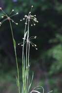 Image of hairy woodrush