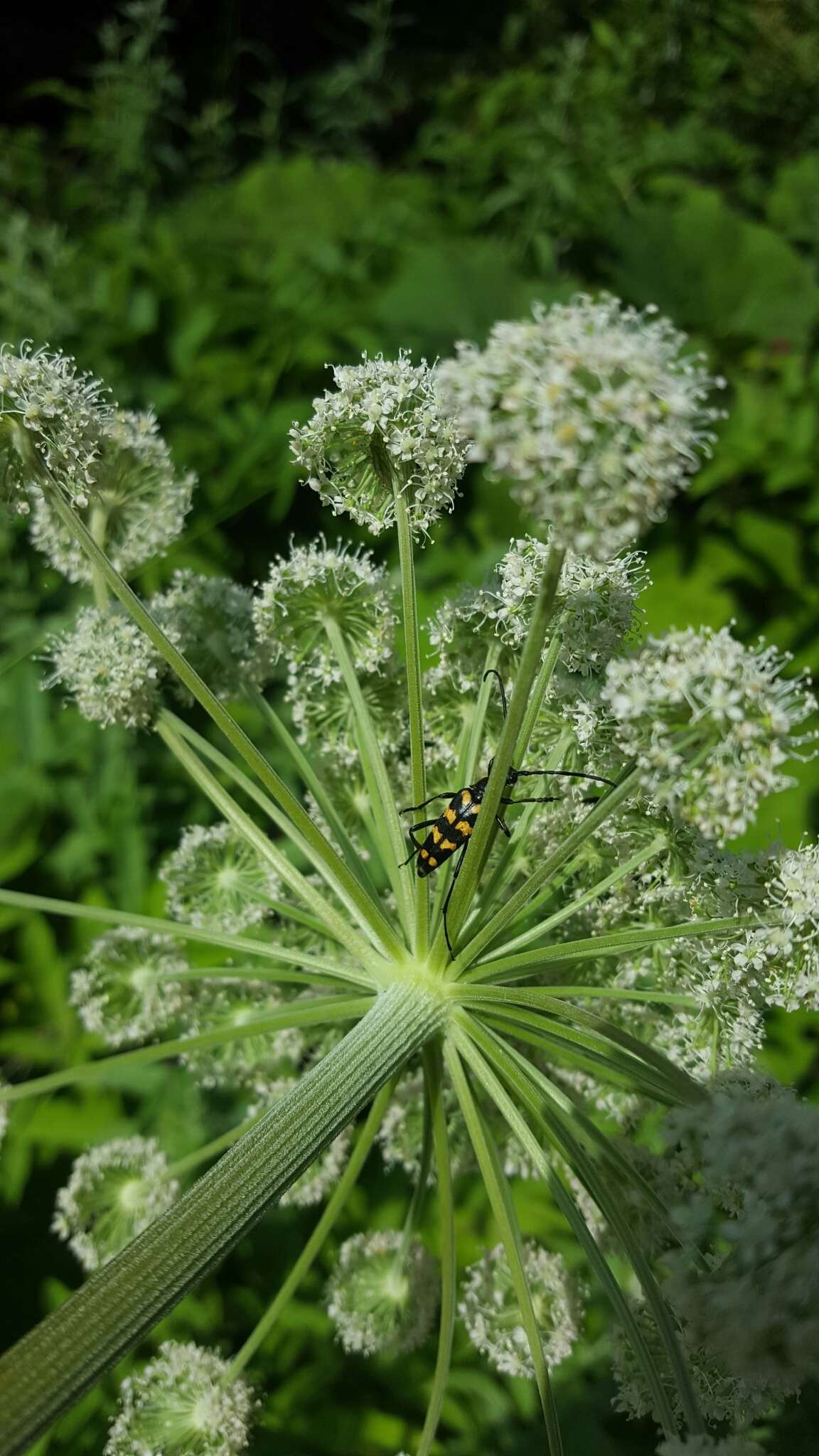 Image of Leptura quadrifasciata Linné 1758