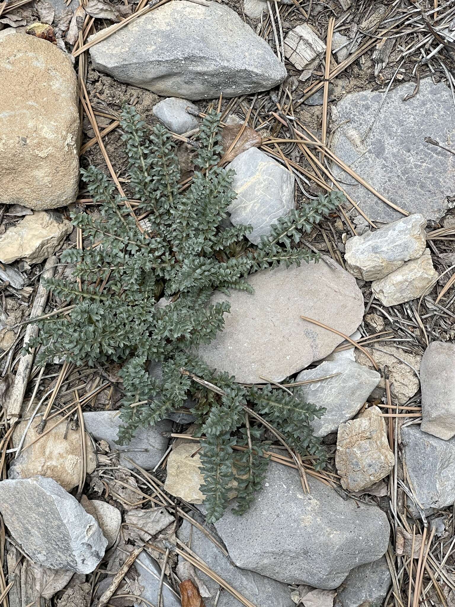 صورة Pedicularis semibarbata var. charlestonensis Pennell & Clokey