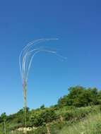 Imagem de Stipa pulcherrima K. Koch