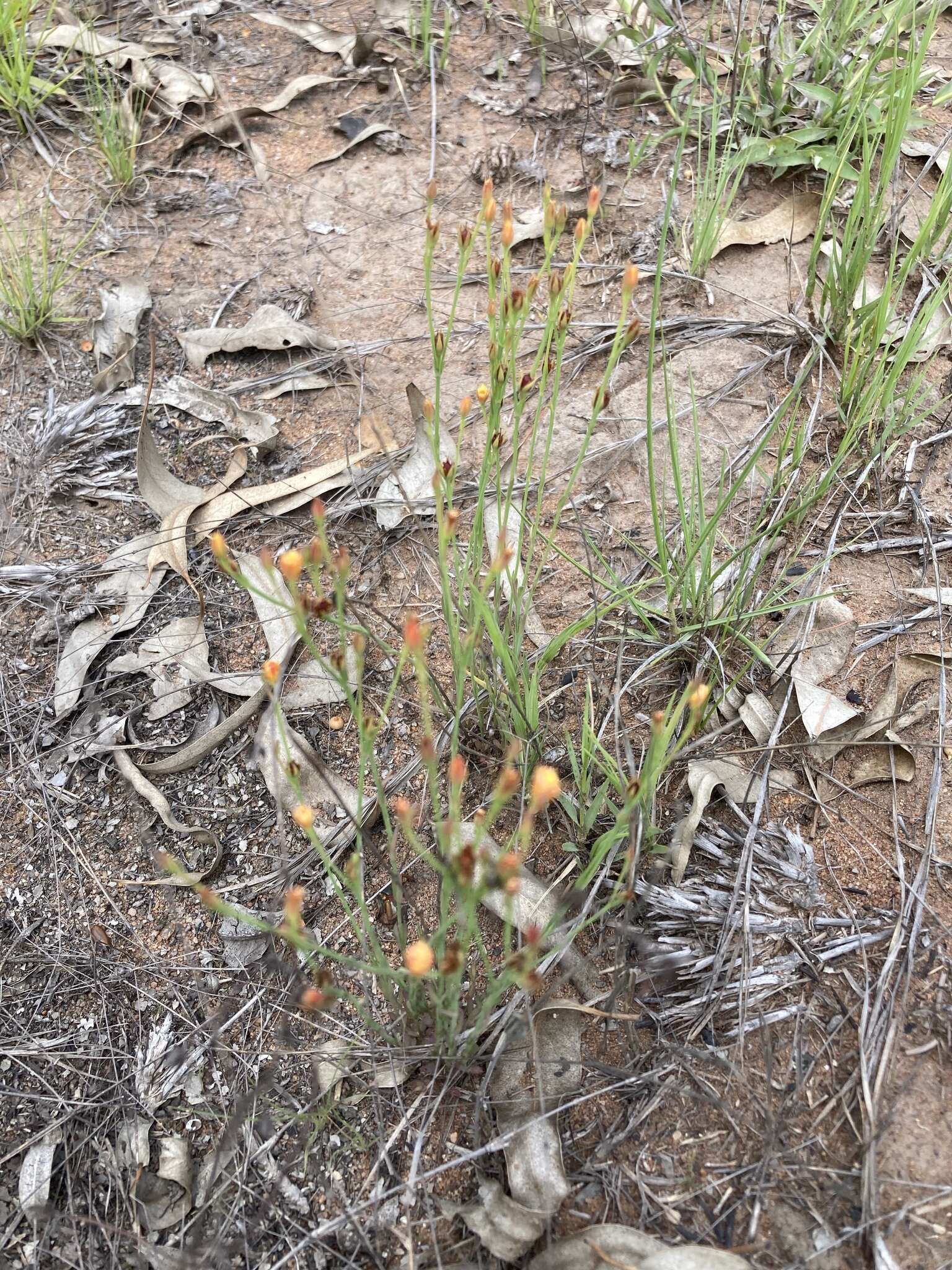 Image of Hypericum lalandii Choisy