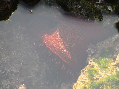 Image of Strawberry anemone