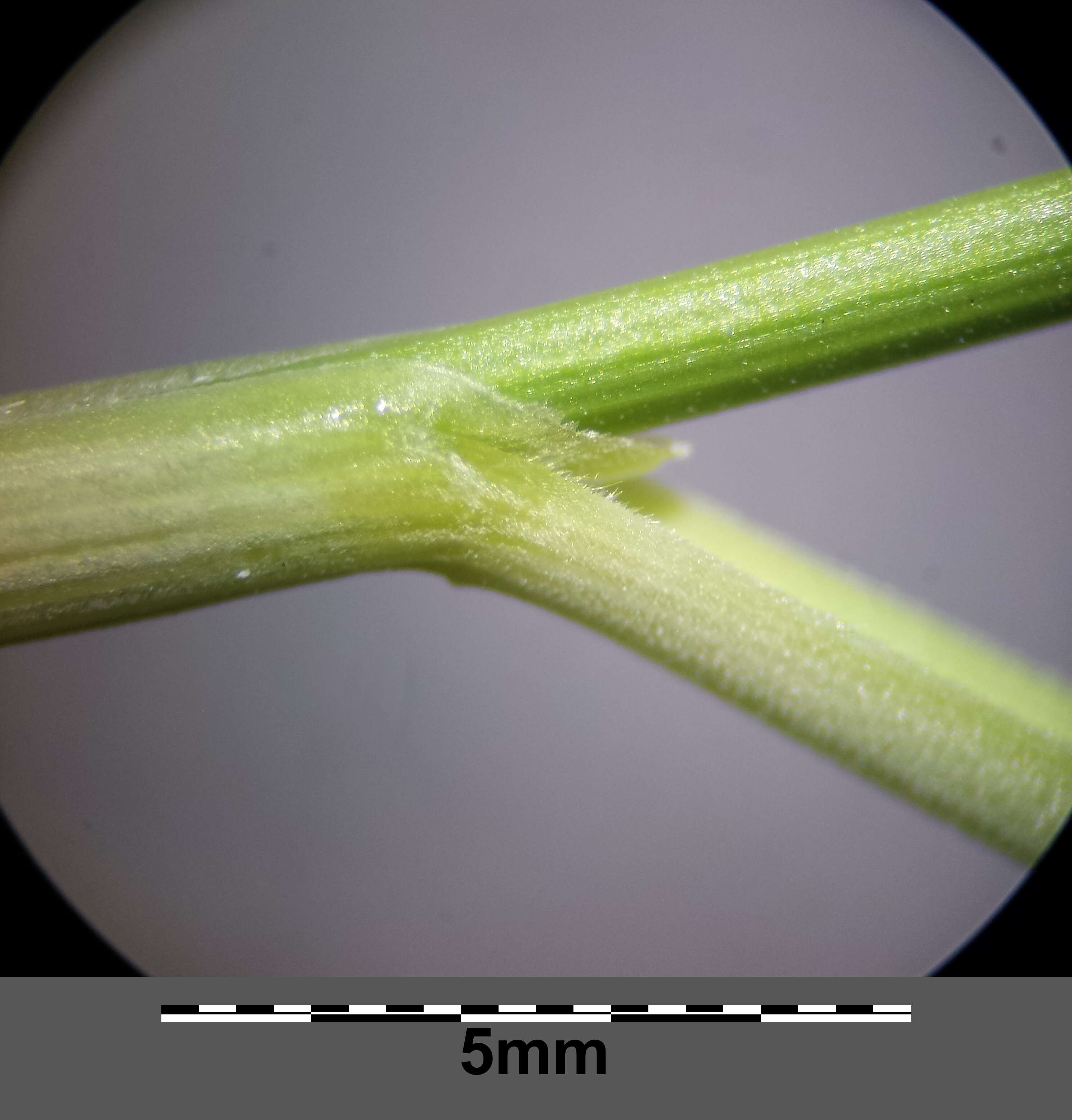 Image of Stipa pulcherrima K. Koch