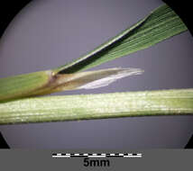 Imagem de Stipa pulcherrima K. Koch