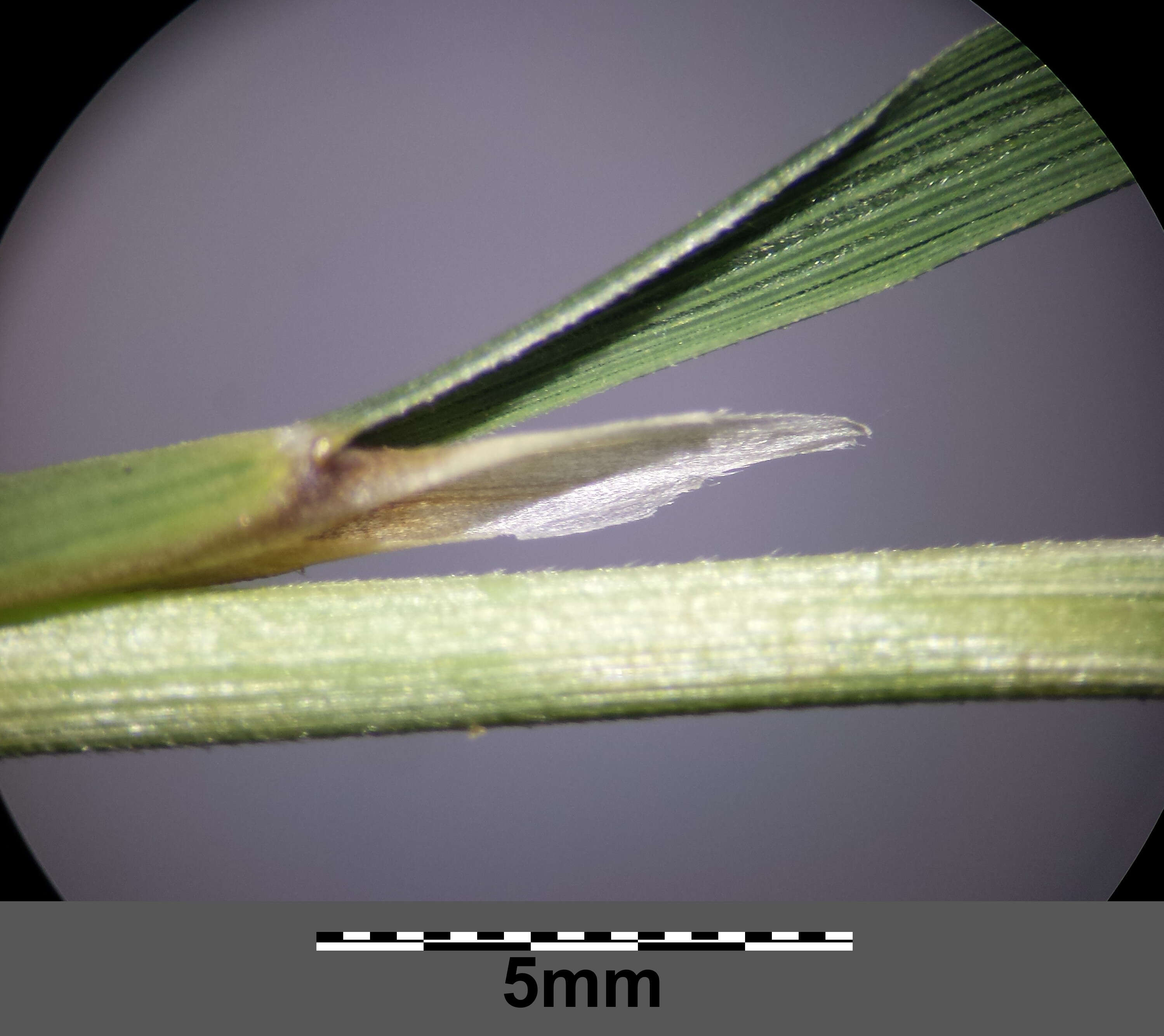 Imagem de Stipa pulcherrima K. Koch