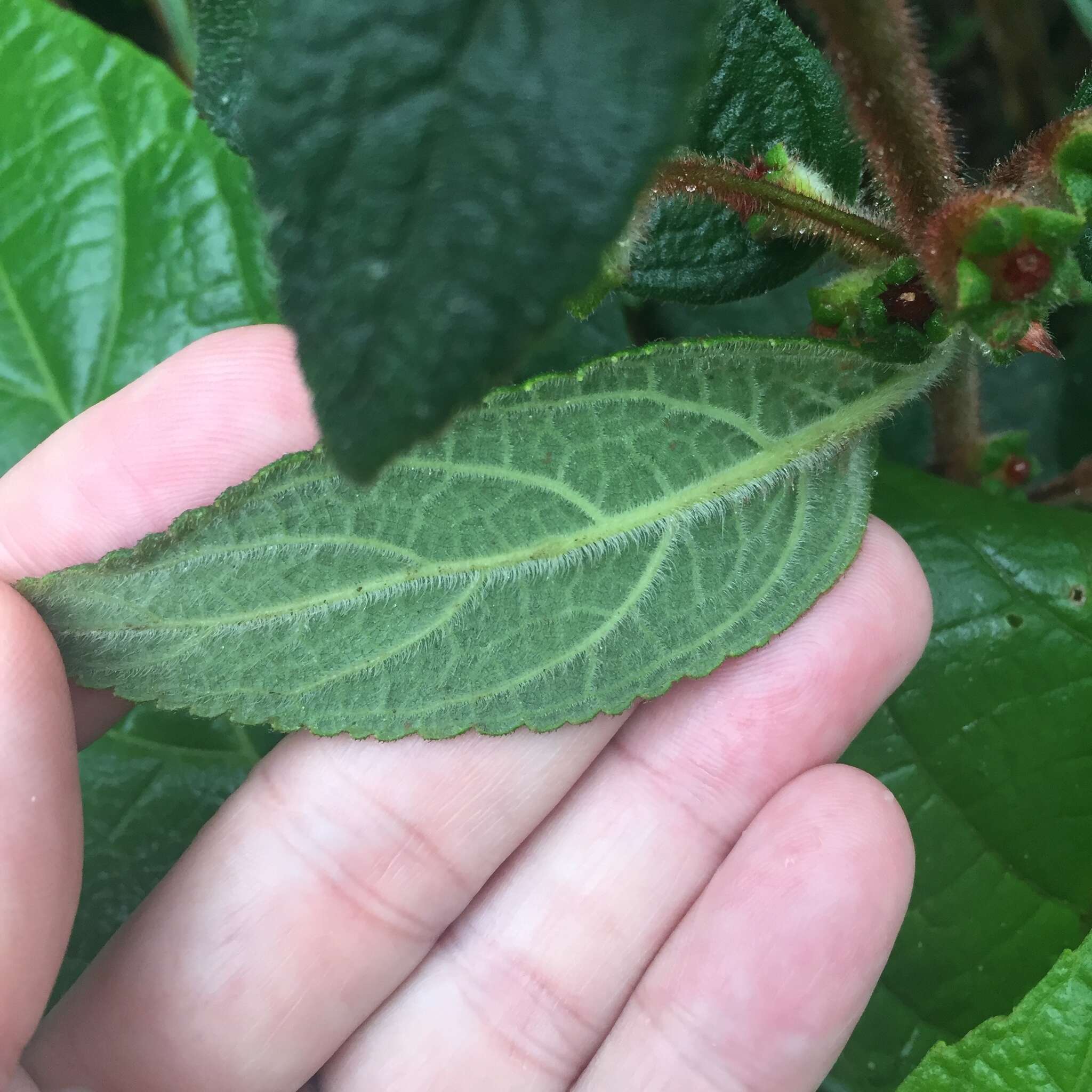 Image of Kohleria spicata (Kunth) Oerst.