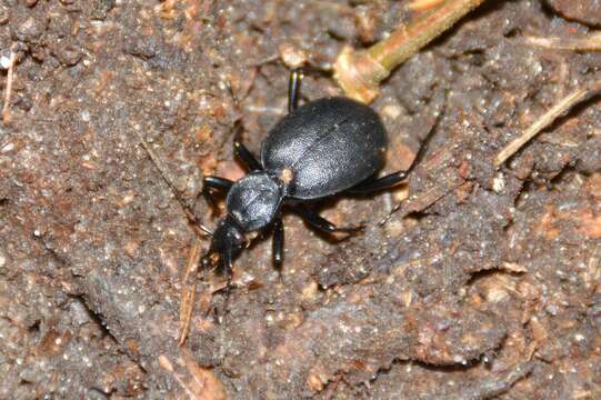 Image of Cychrus caraboides (Linnaeus 1758)