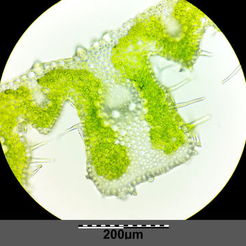 Image of <i>Stipa pulcherrima</i> K. Koch