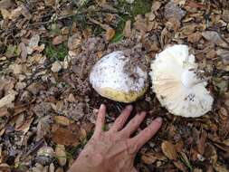 Image of Bittersweet orange ringless amanita