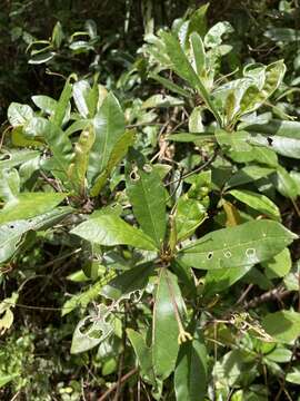 Sivun Gesneria pedunculosa (DC.) Fritsch kuva