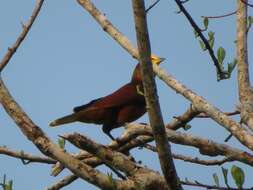 Image of Casqued Oropendola