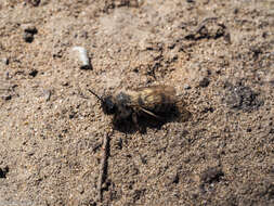 Image of Andrena nycthemera Imhoff 1868