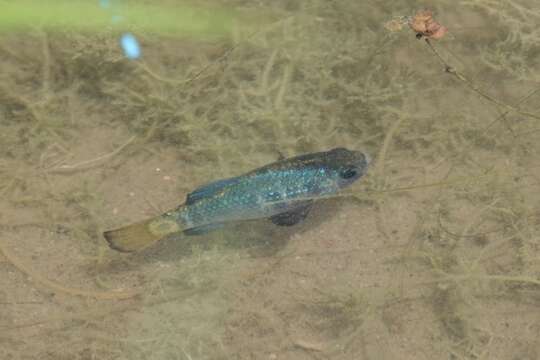 Image of Desert Pupfish