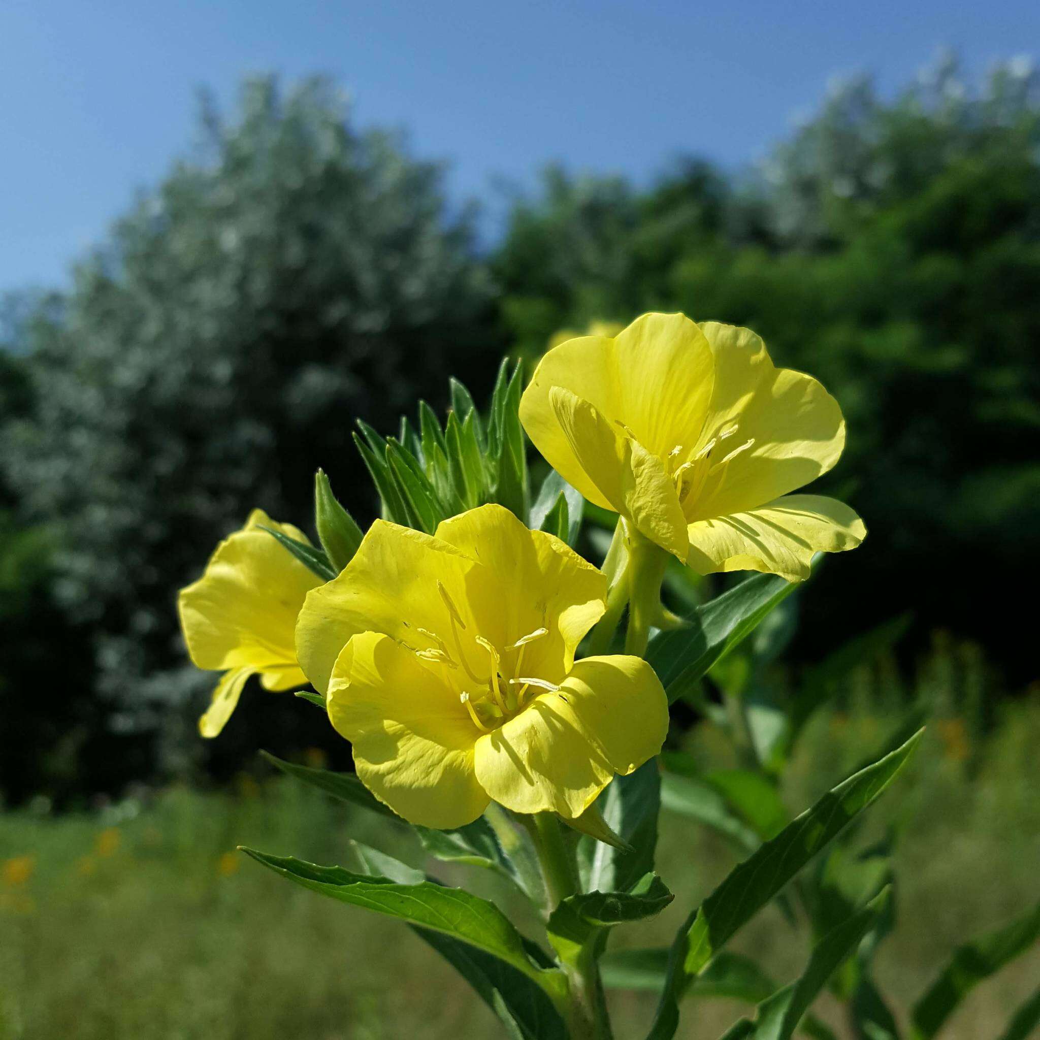 Image of common evening primrose