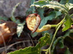 Image of Cory's dutchman's pipe