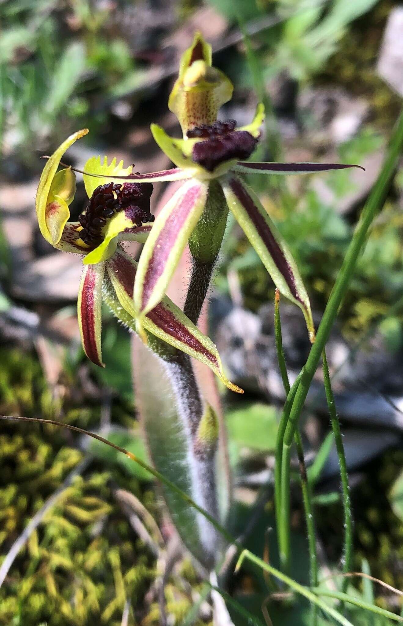 Image of Bow-lip spider orchid