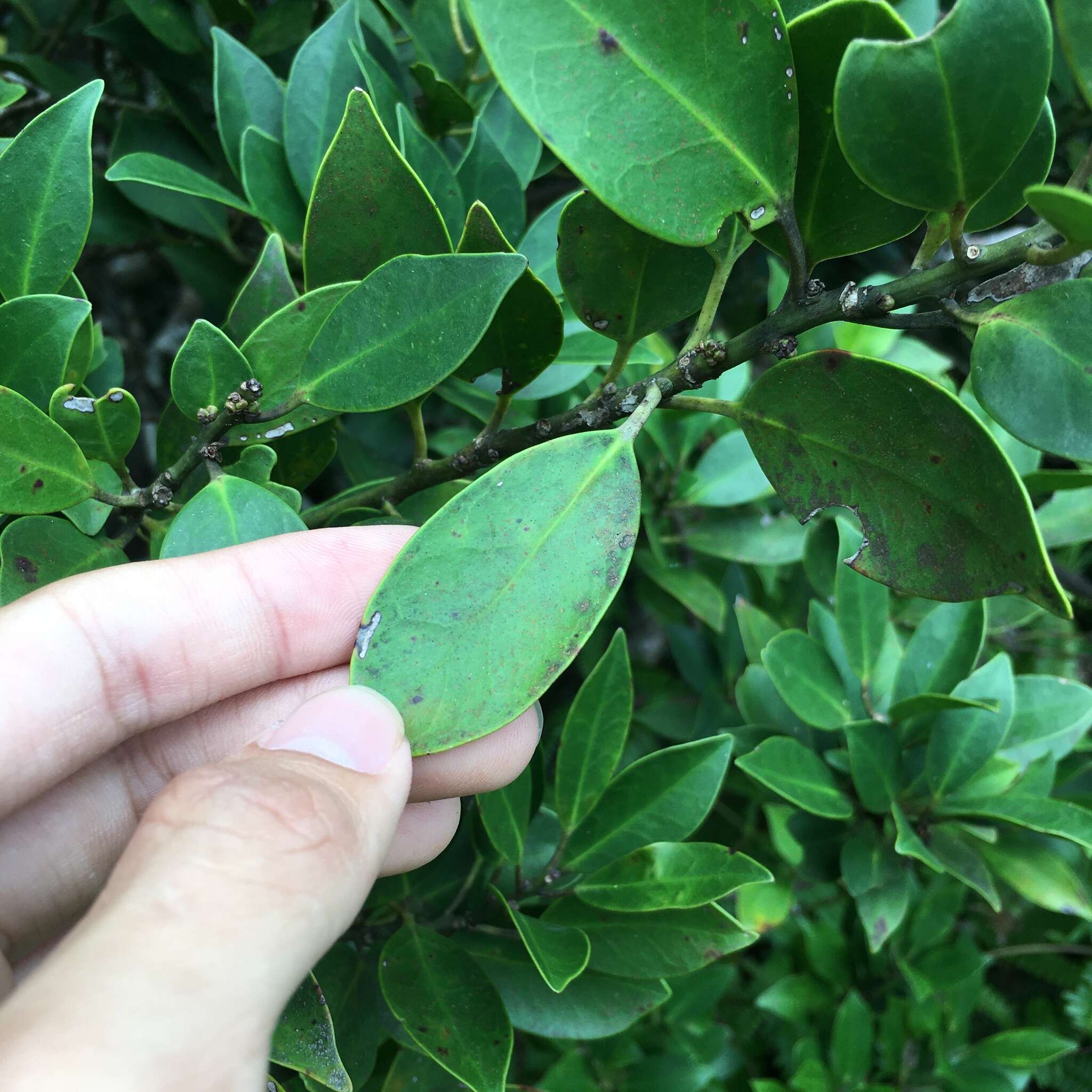 Image of elegance female holly