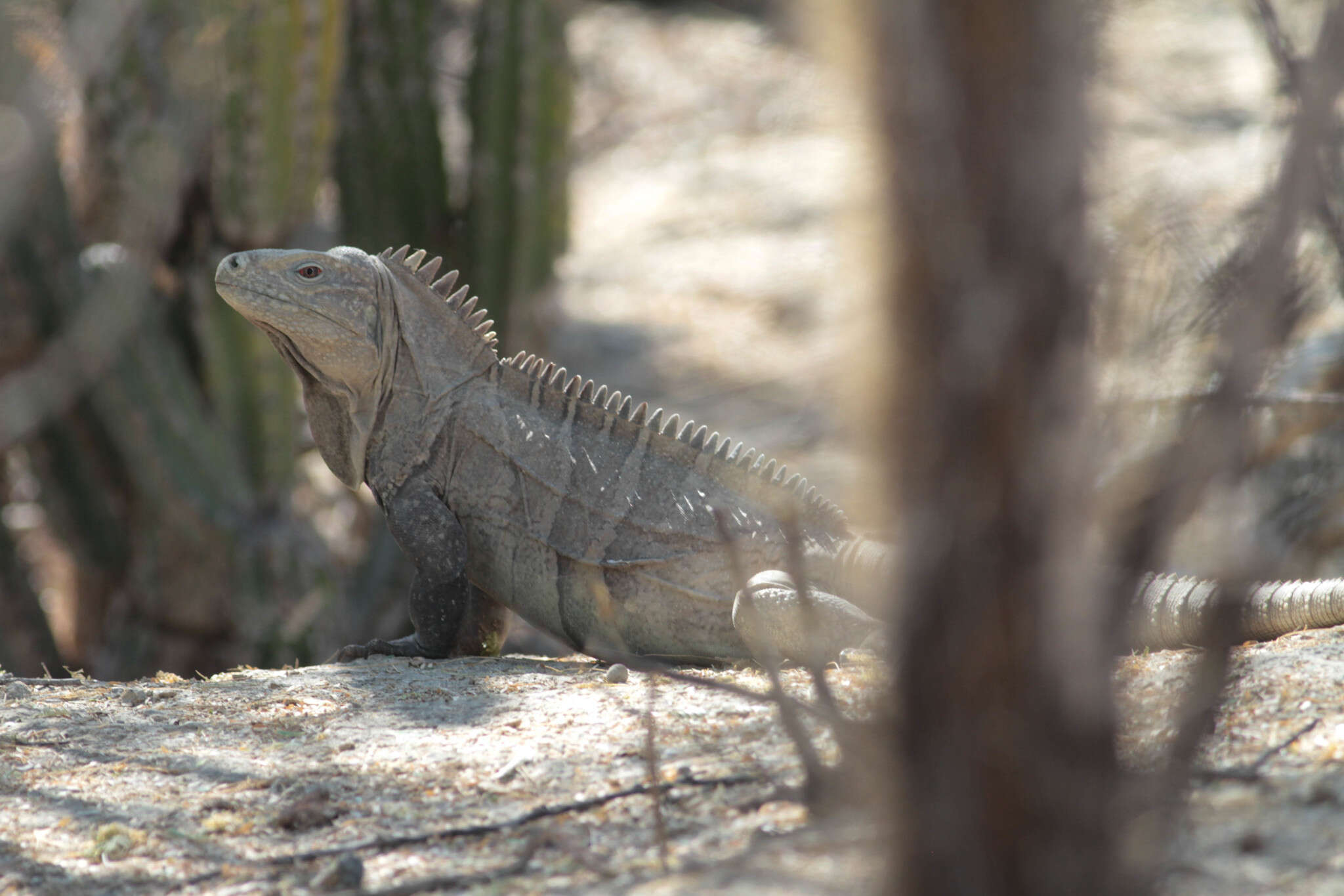 Imagem de Cyclura ricordi (Duméril & Bibron 1837)