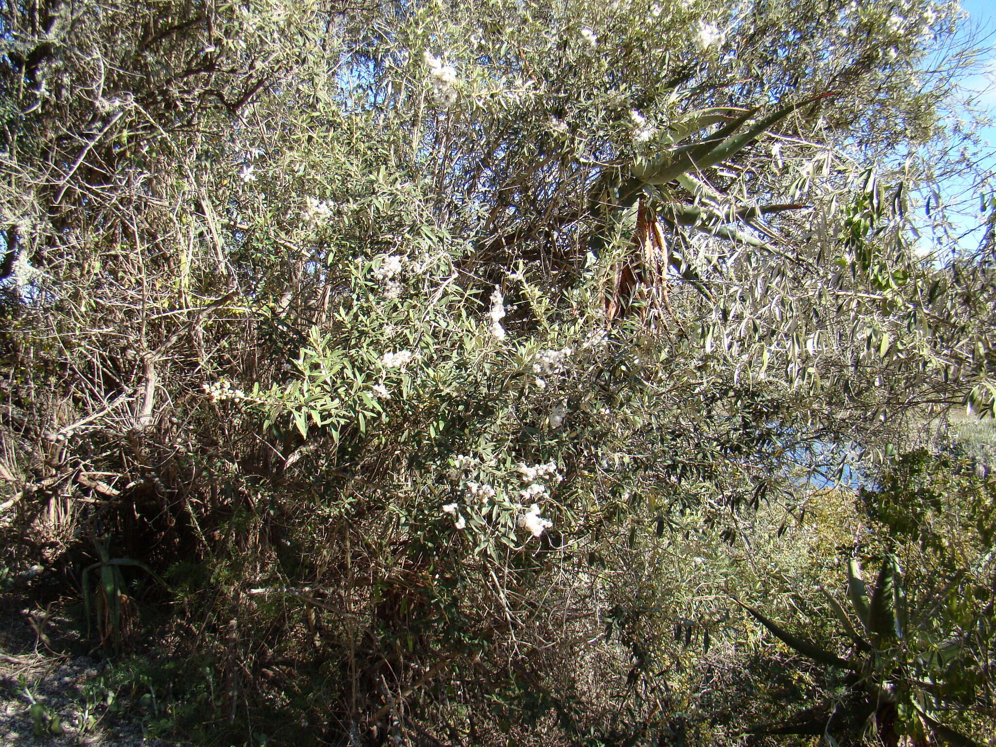 صورة Tarchonanthus littoralis