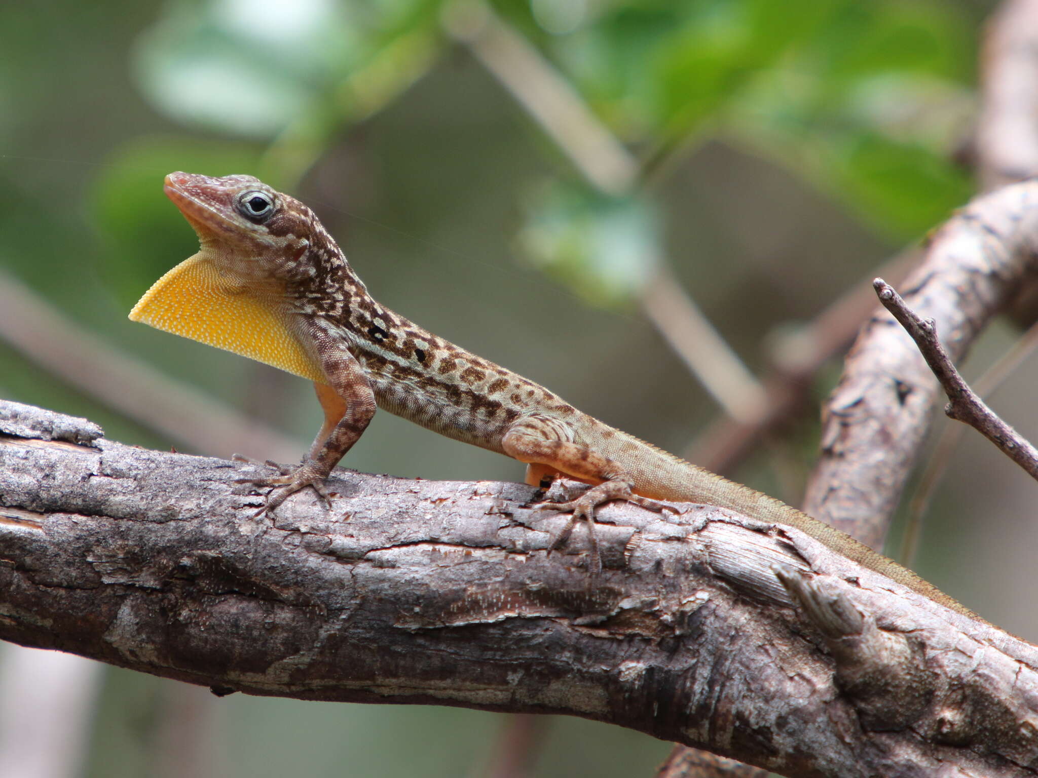 Слика од Anolis oculatus (Cope 1879)