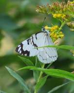 Image of Pine White