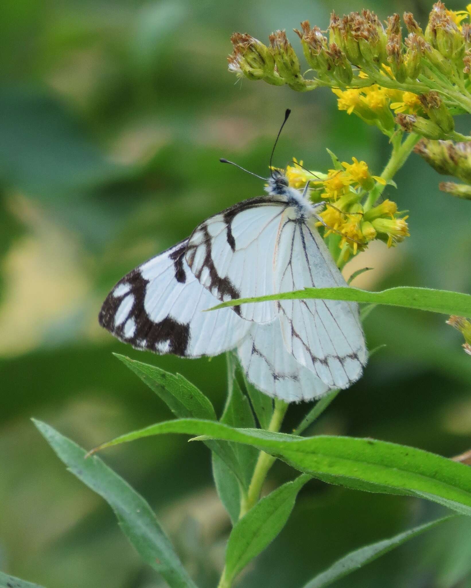 Image of Pine White