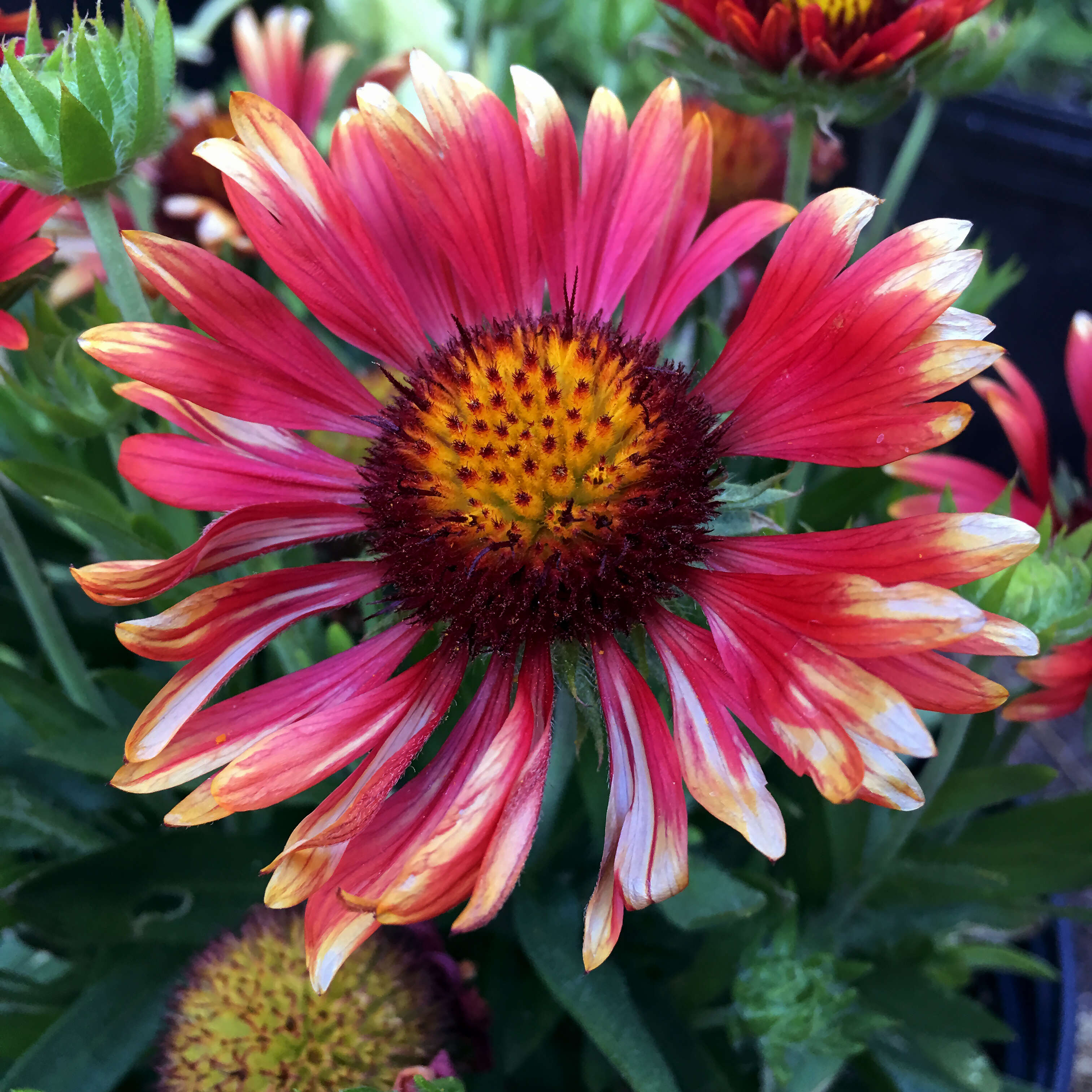 Image of Common perennial gaillardia