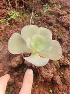 Aeonium diplocyclum (Webb ex Bolle) T. H. M. Mes resmi