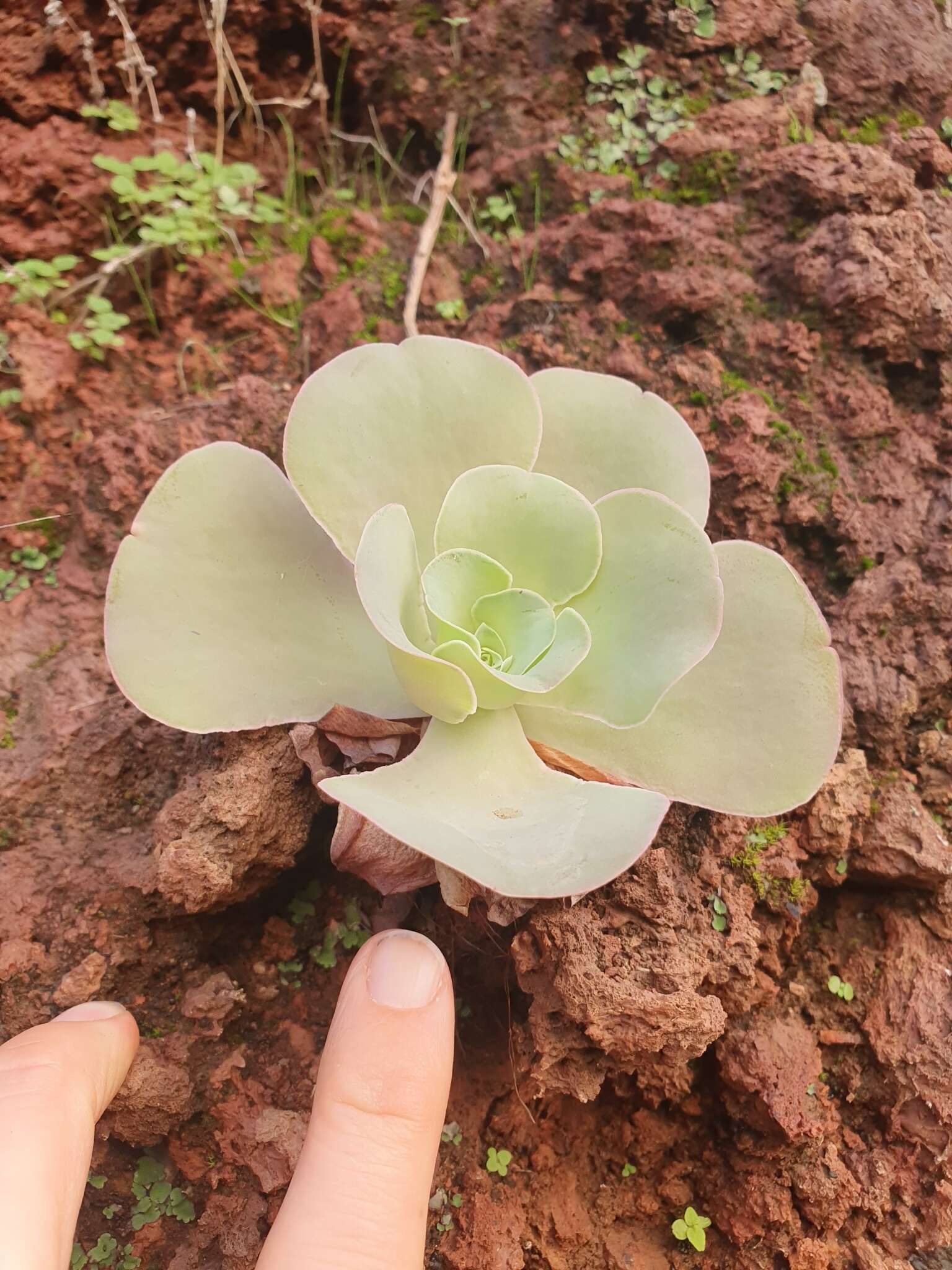 Image of Aeonium diplocyclum (Webb ex Bolle) T. H. M. Mes