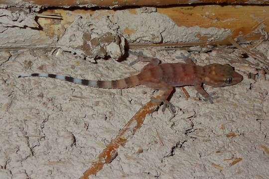 Image of Morocco Wall Gecko