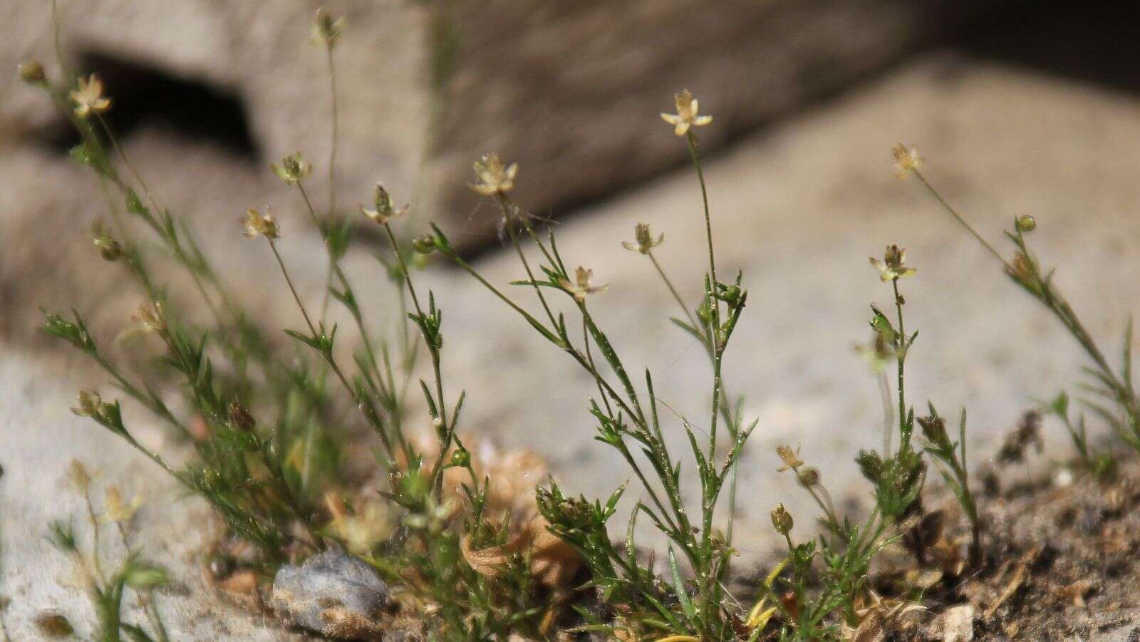 Слика од Sagina micropetala Rauschert