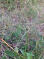 Image of Cyperus obtusatus (J. Presl & C. Presl) Mattf. & Kük.